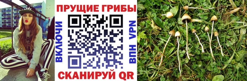 Галлюциногенные грибы Psilocybine cubensis Нюрба